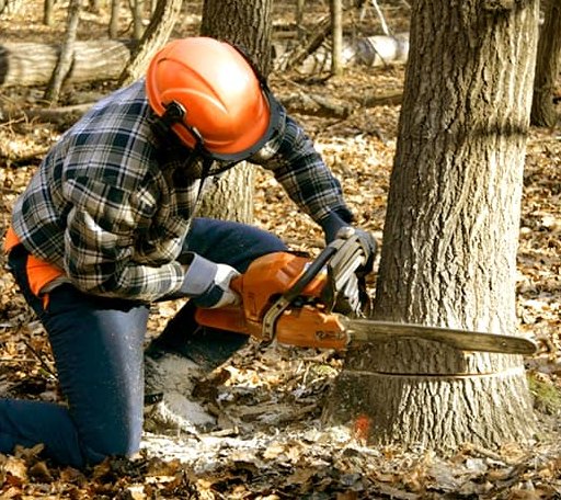 Tree Removal in Iuka, KS